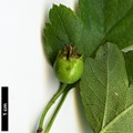 SpeciesSub: 'Paul's Scarlet' (C.laevigata × C.monogyna)